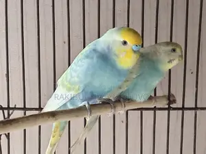 রানিং জোড়া বাজিগর পাখি