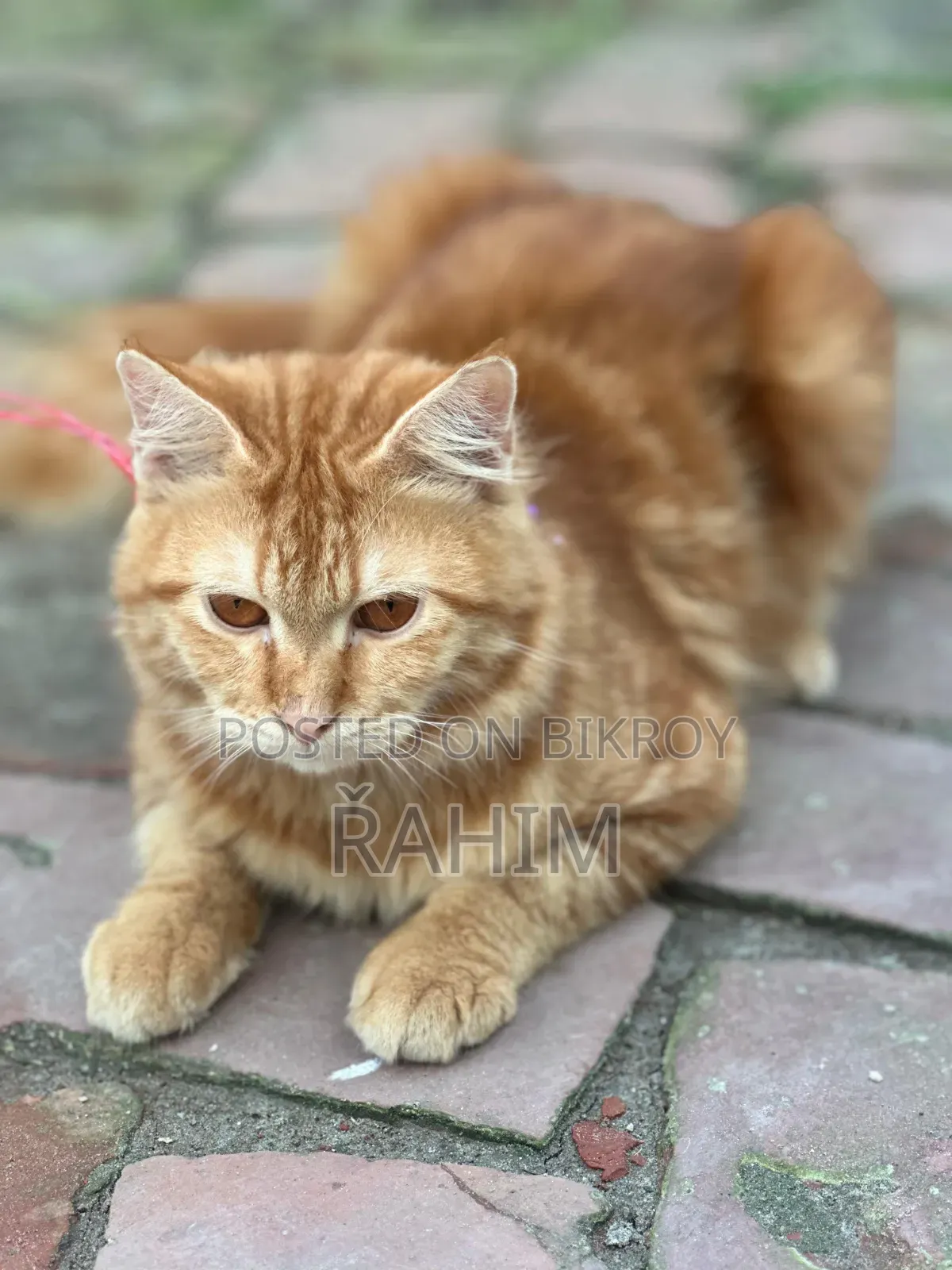 6-12 Months Male Purebred Persian