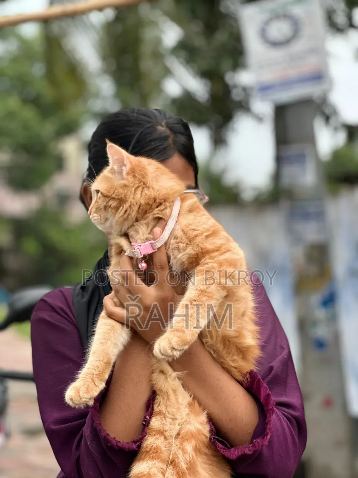 6-12 Months Male Purebred Persian