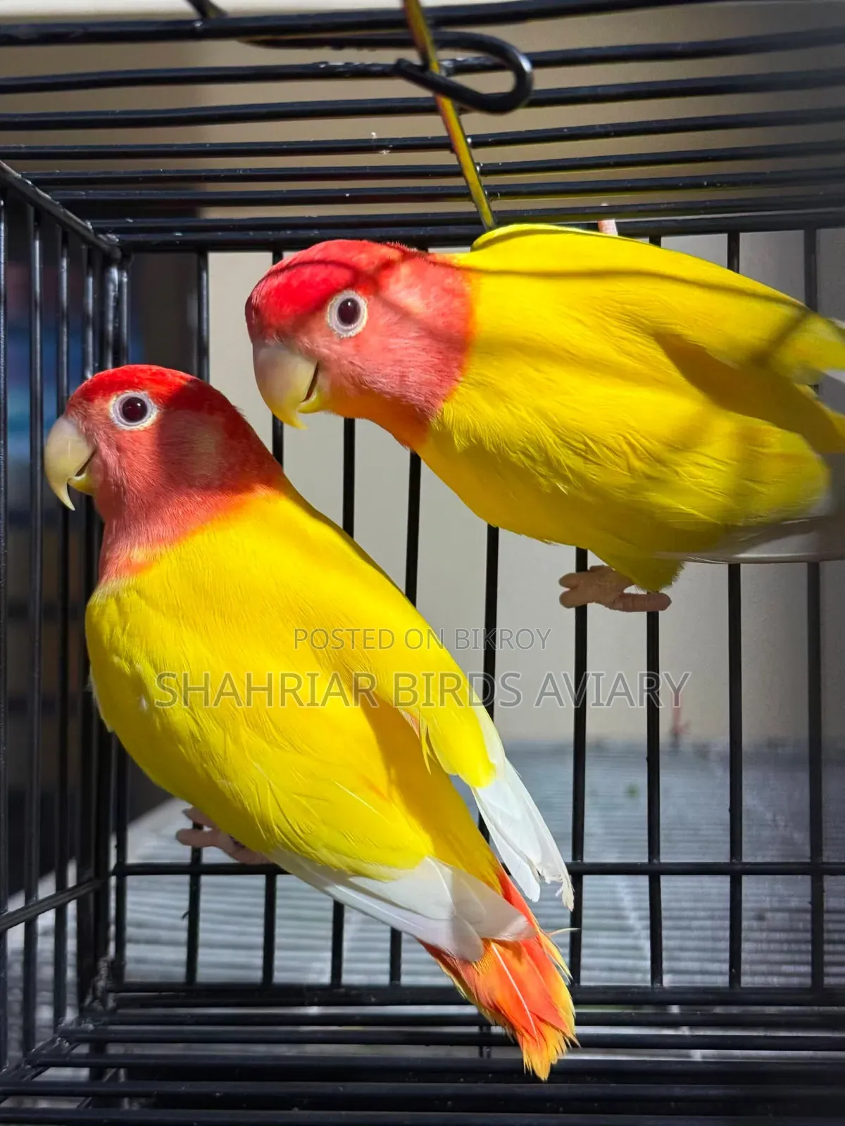 Opaline Lovebird