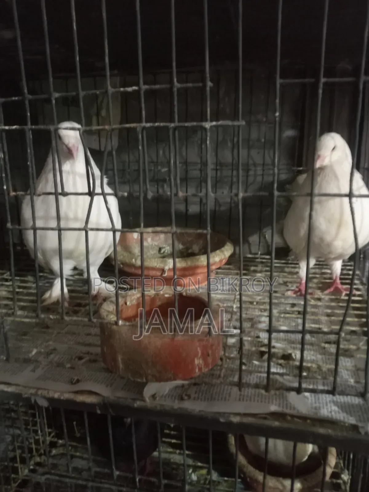 King Pigeon White 2 Pairs Red 1 Pair