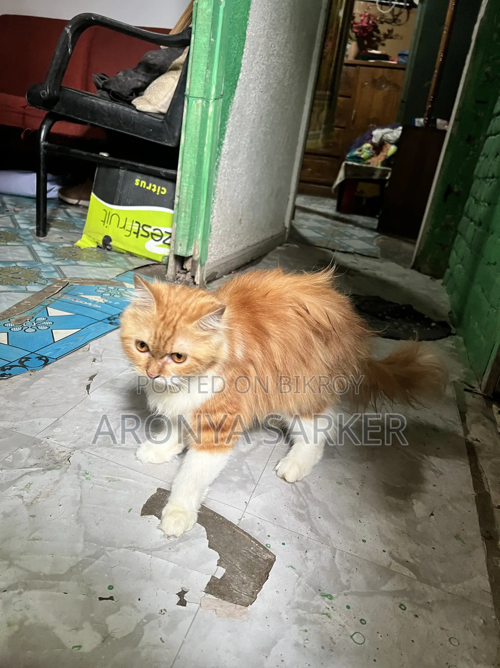 3-6 Months Female Purebred Persian