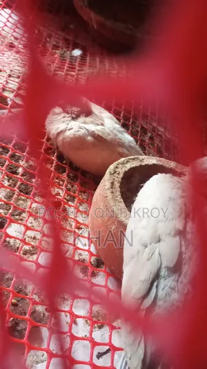 ঘুঘু বিক্রি হবে