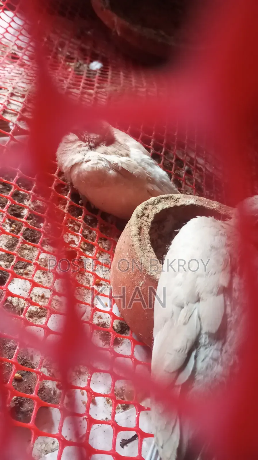 ঘুঘু বিক্রি হবে