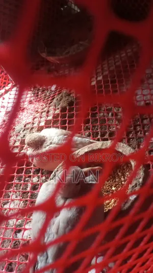 ঘুঘু বিক্রি হবে