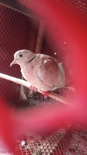 ঘুঘু বিক্রি হবে