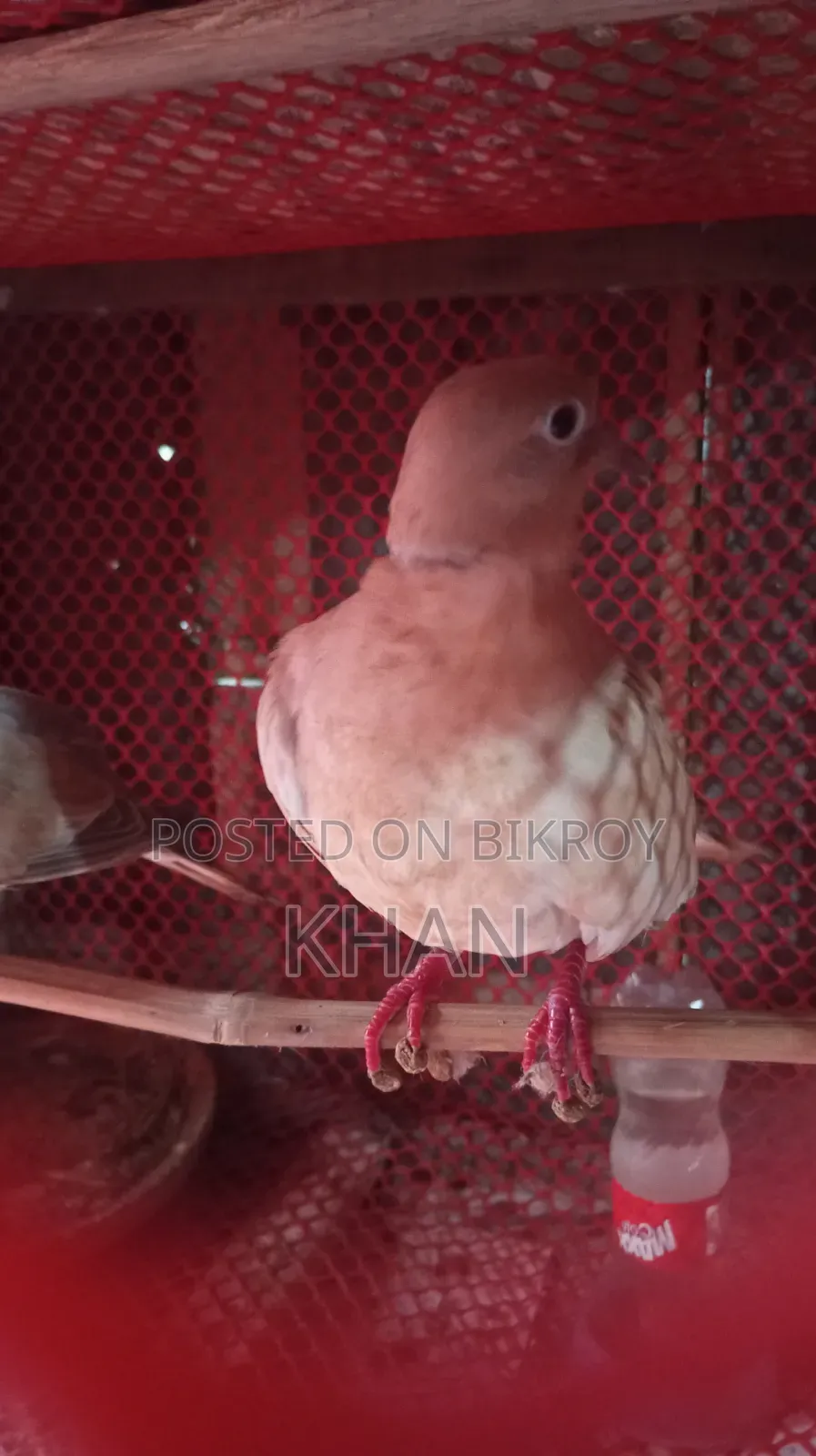 ঘুঘু বিক্রি হবে