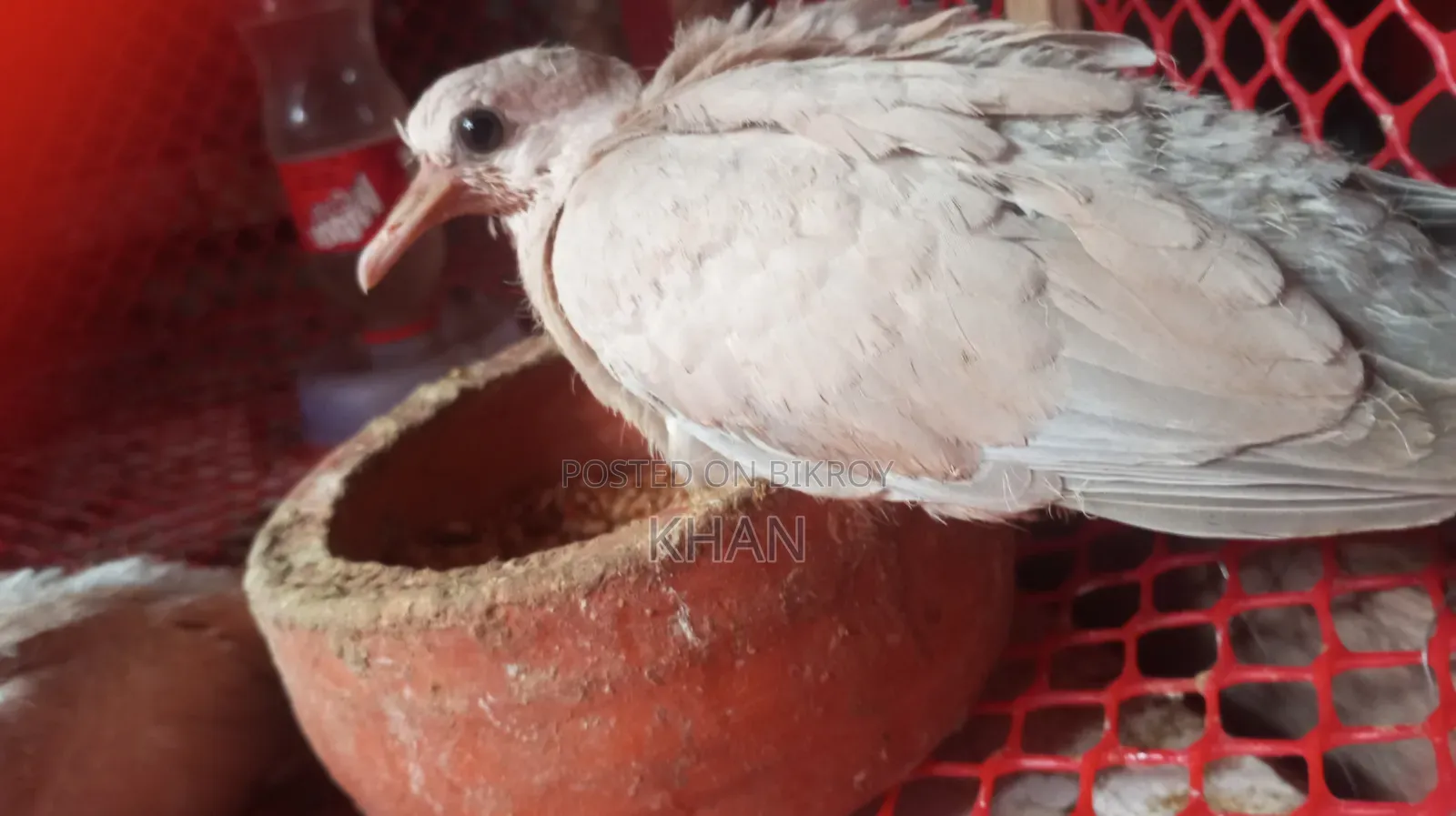 ঘুঘু বিক্রি হবে