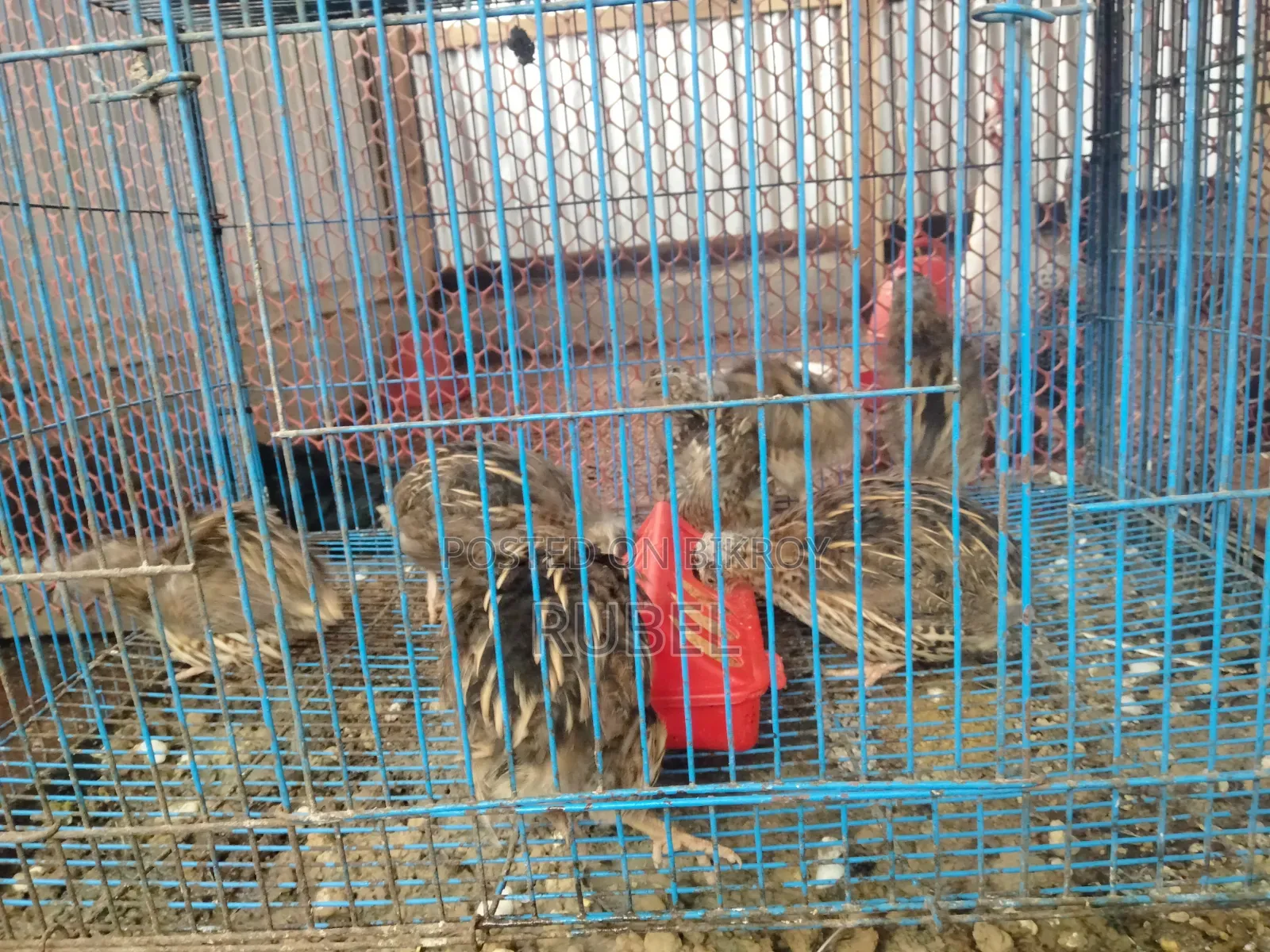 Running Quail Birds for Sale