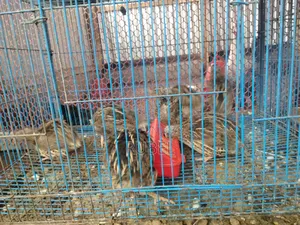 Running Quail Birds for Sale