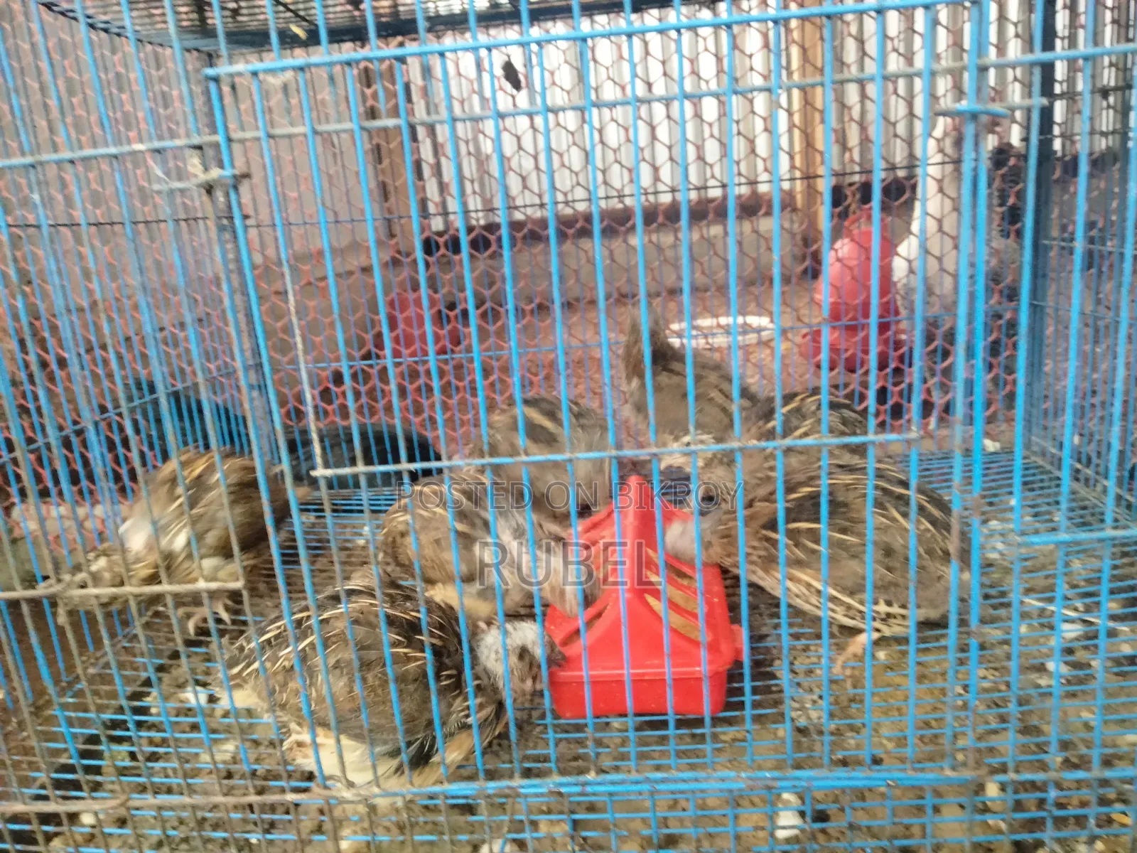 Running Quail Birds for Sale