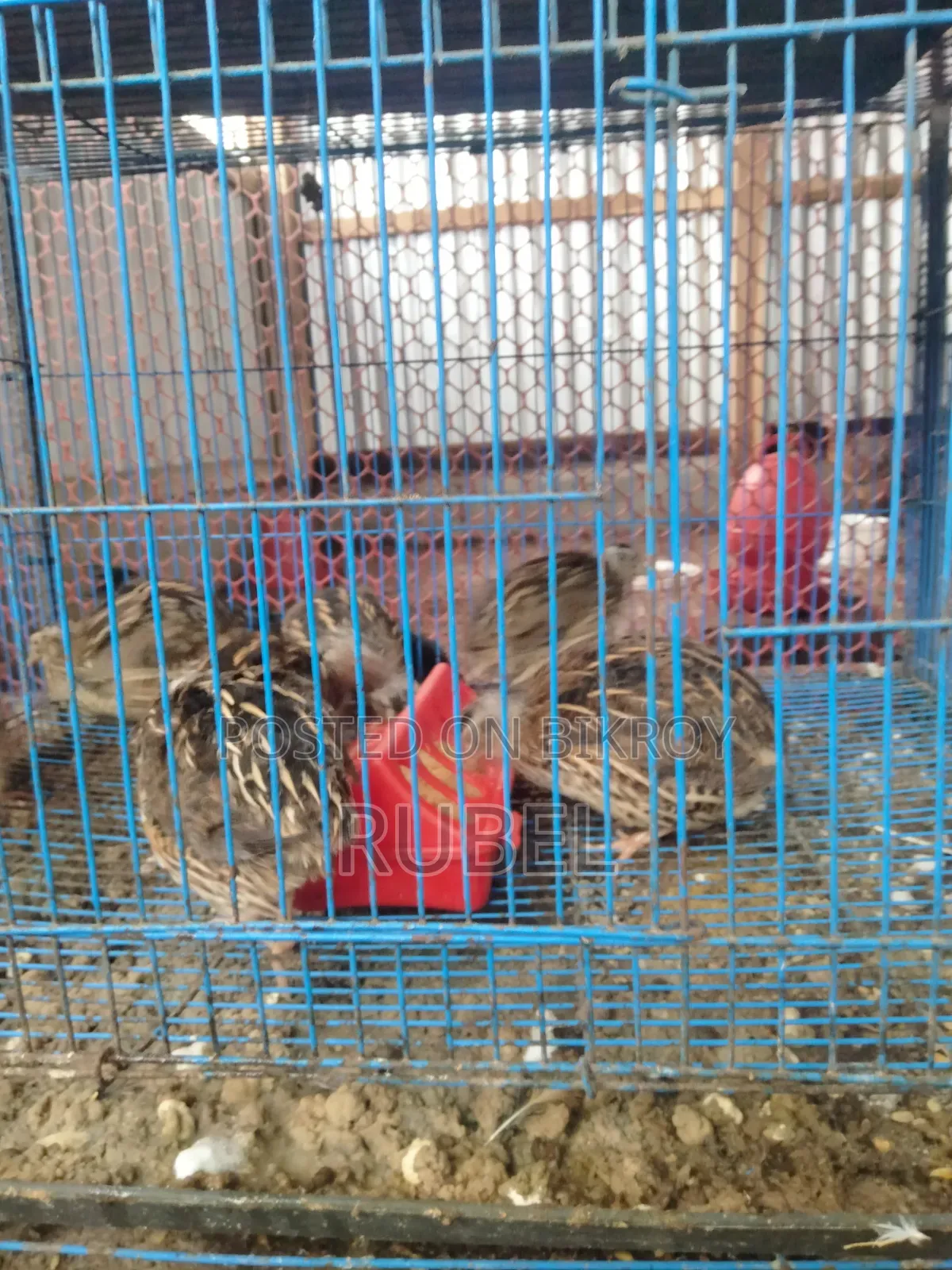 Running Quail Birds for Sale