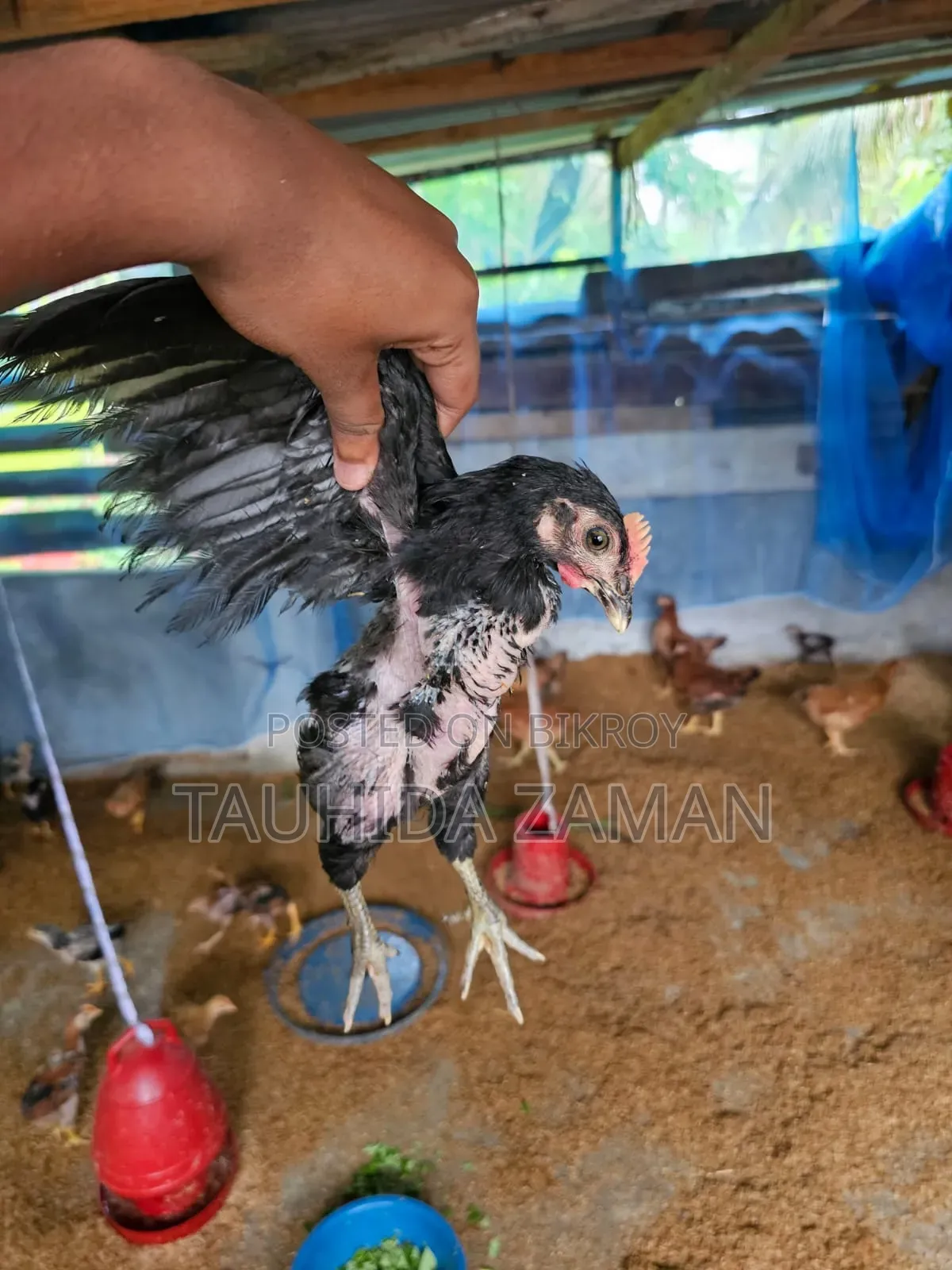 দেশি মুরগি