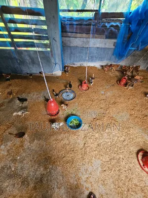 দেশি মুরগি