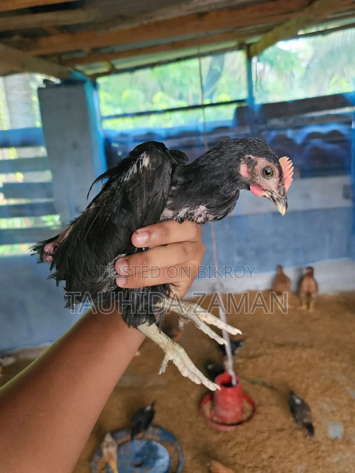 দেশি মুরগি