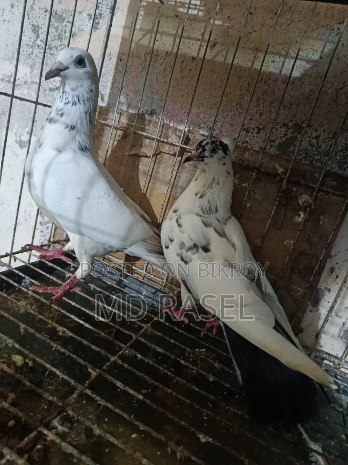গিরিবাজ কবুতর বিক্রি করে