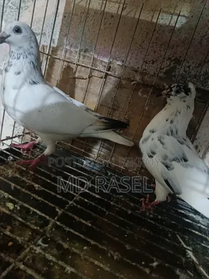 গিরিবাজ কবুতর বিক্রি করে