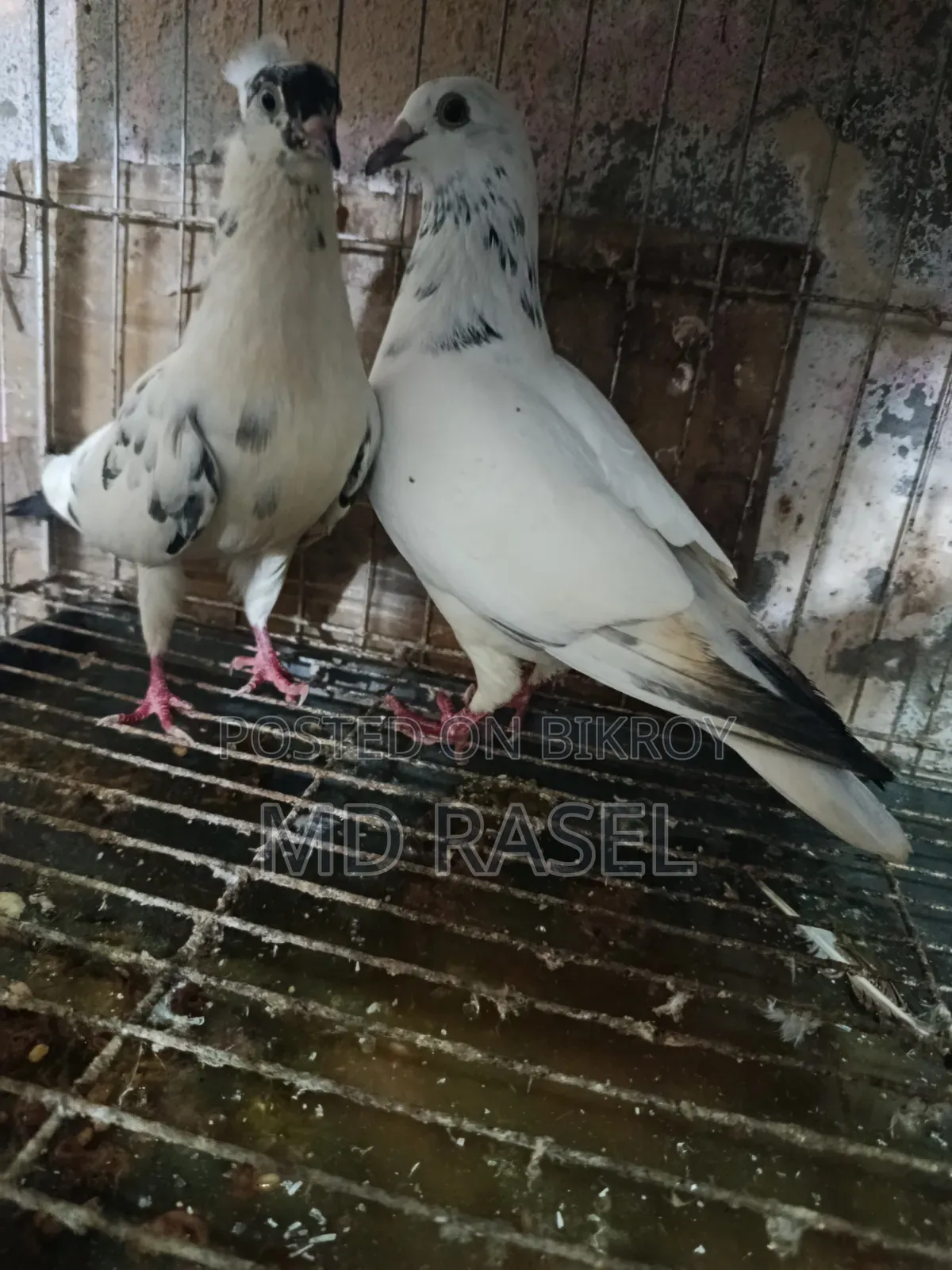 গিরিবাজ কবুতর বিক্রি করে