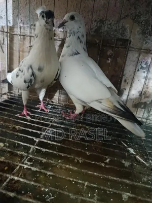 গিরিবাজ কবুতর বিক্রি করে