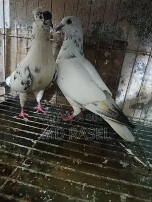 গিরিবাজ কবুতর বিক্রি করে