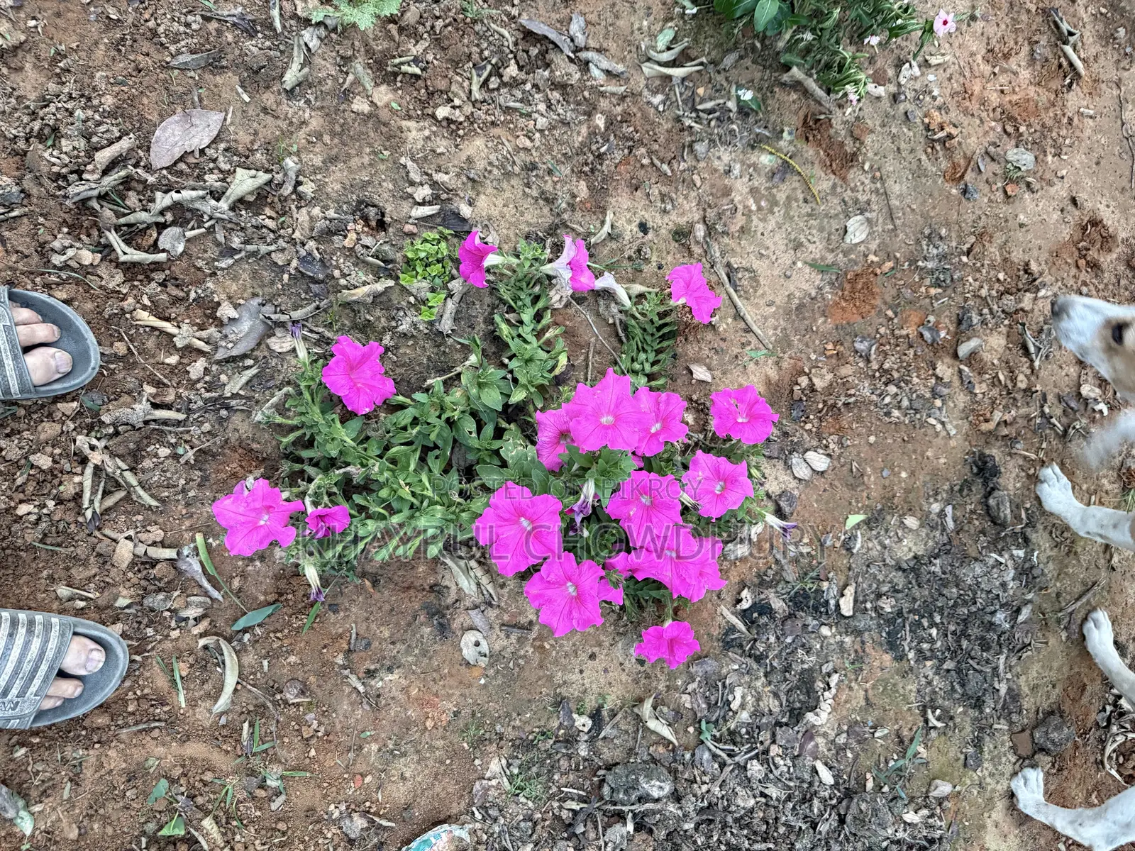 Ready Plot for Sale in Purba Shaplabagh