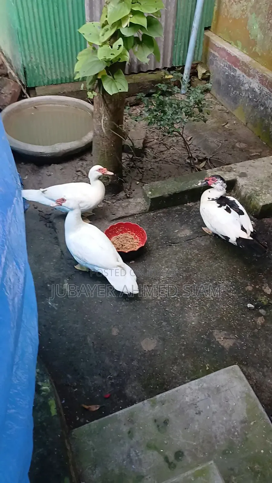 চিনা হাস সেল হবে