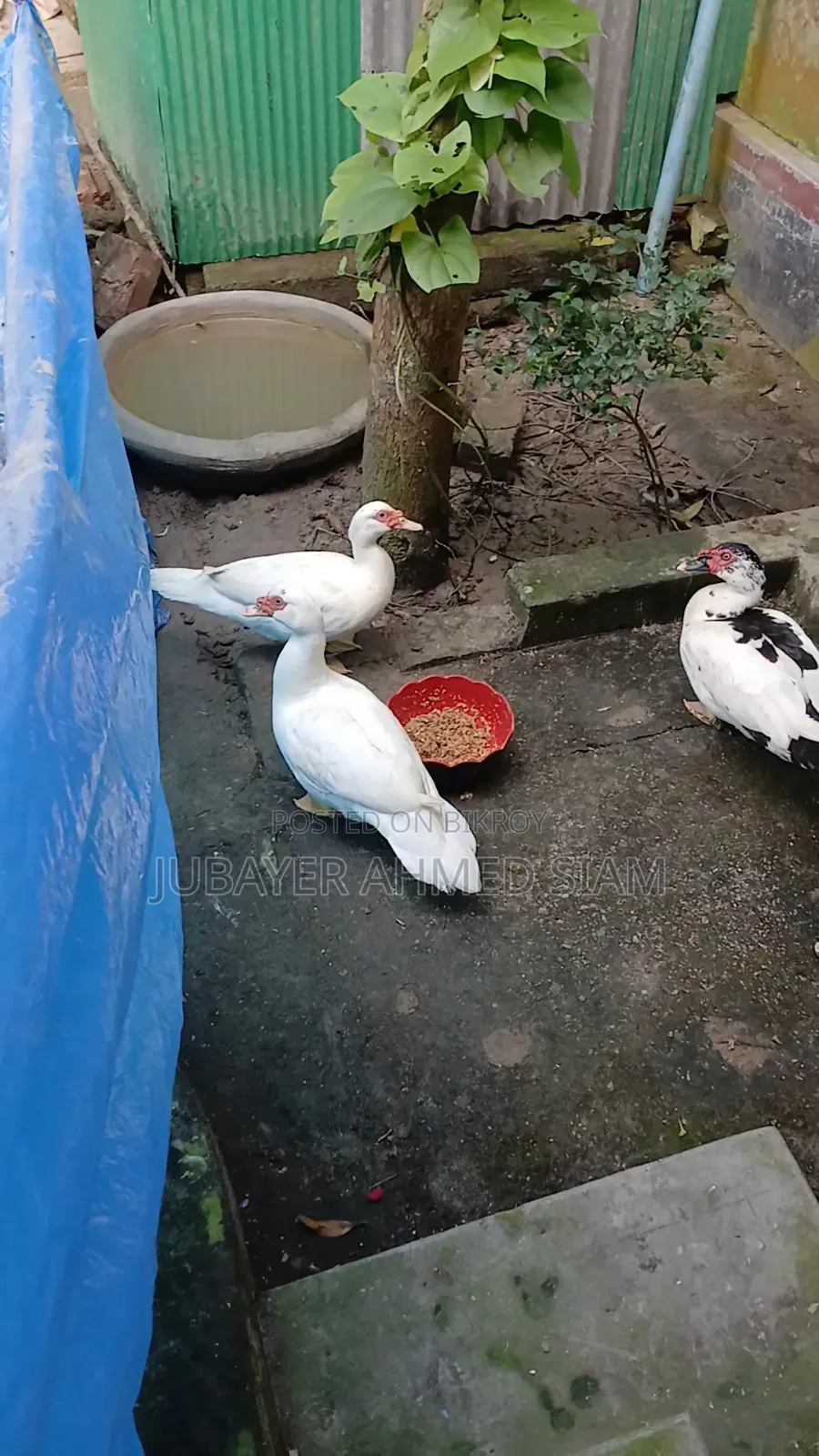 চিনা হাস সেল হবে
