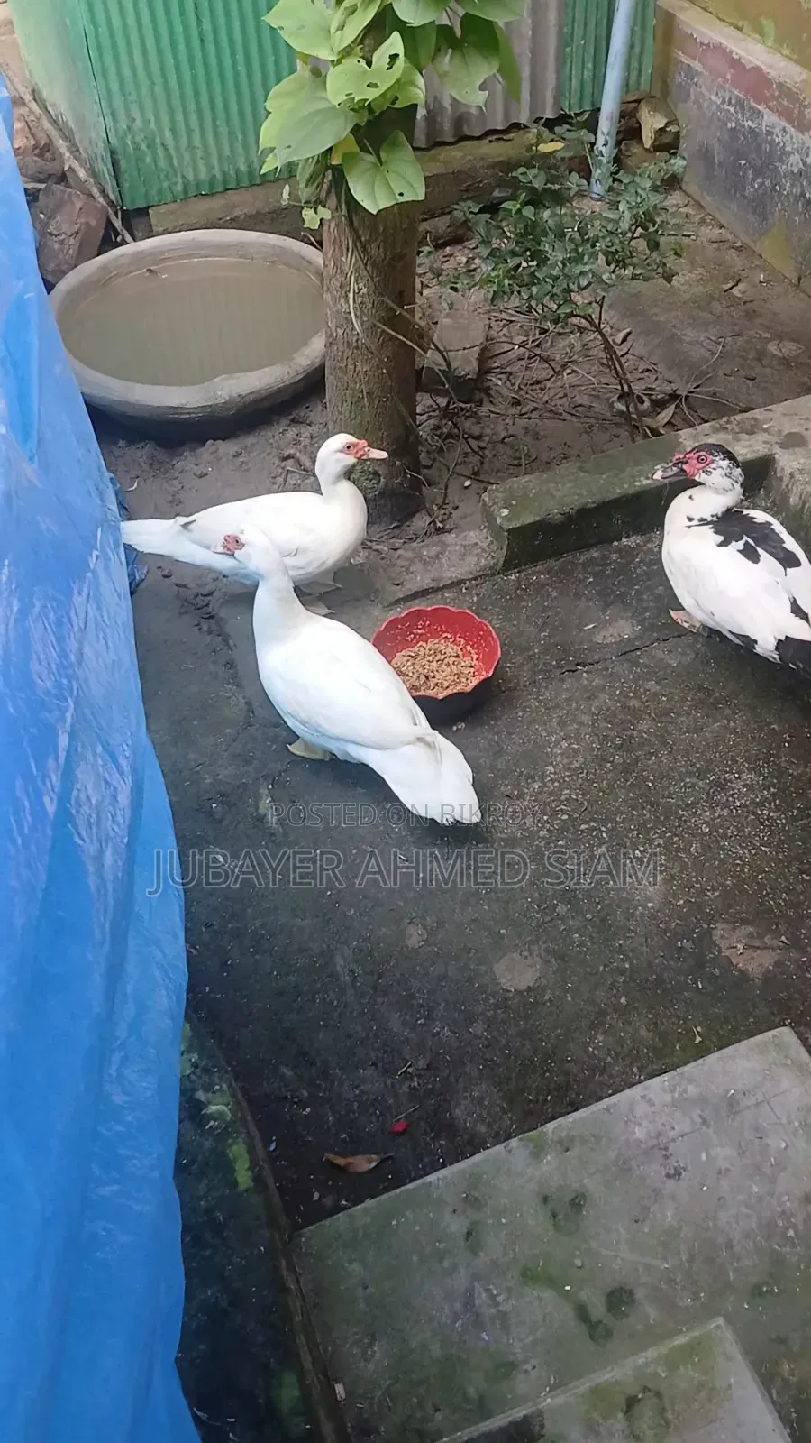 চিনা হাস সেল হবে