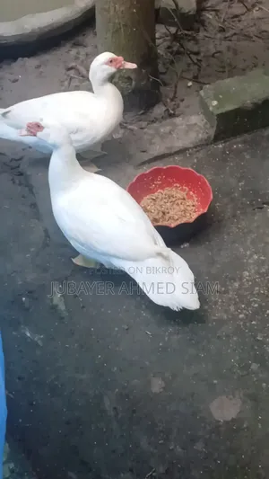 চিনা হাস সেল হবে