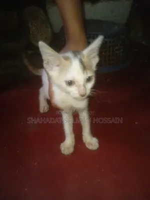 1-3 Months Male Purebred Bengal