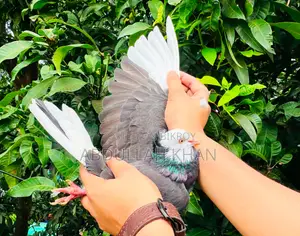 ২ পিস এডাল্ট রাজগোল্লা মাদী