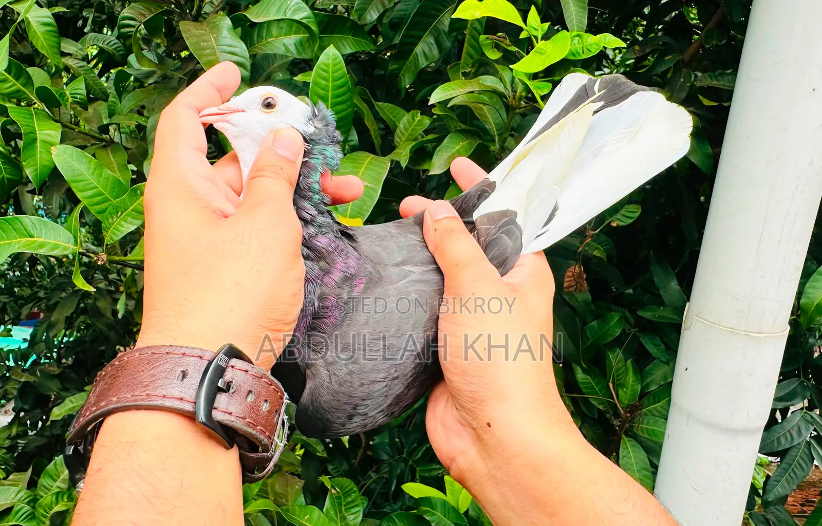 ২ পিস এডাল্ট রাজগোল্লা মাদী