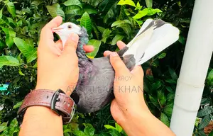 ২ পিস এডাল্ট রাজগোল্লা মাদী