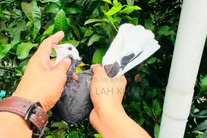 ২ পিস এডাল্ট রাজগোল্লা মাদী