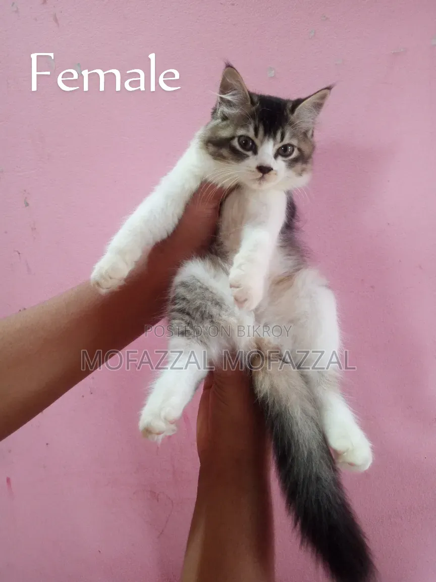1-3 Months Female Mixed Breed Persian