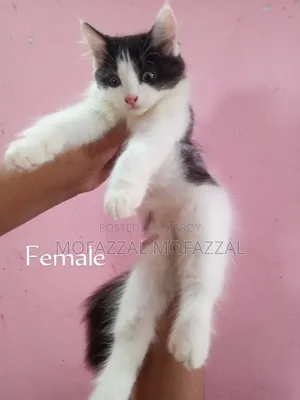 1-3 Months Female Mixed Breed Persian