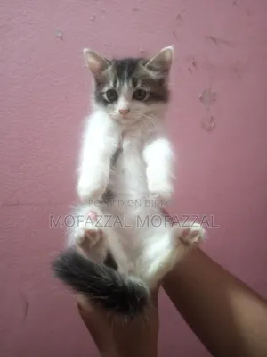 1-3 Months Female Mixed Breed Persian