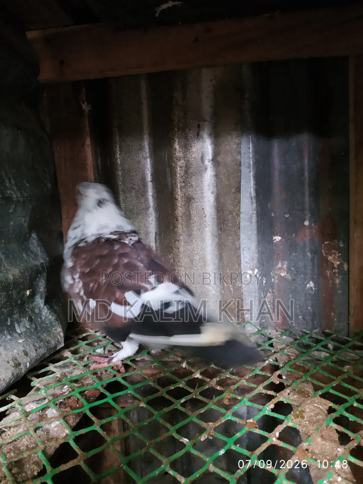 Male Pigeon Sale