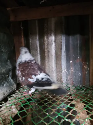 Male Pigeon Sale