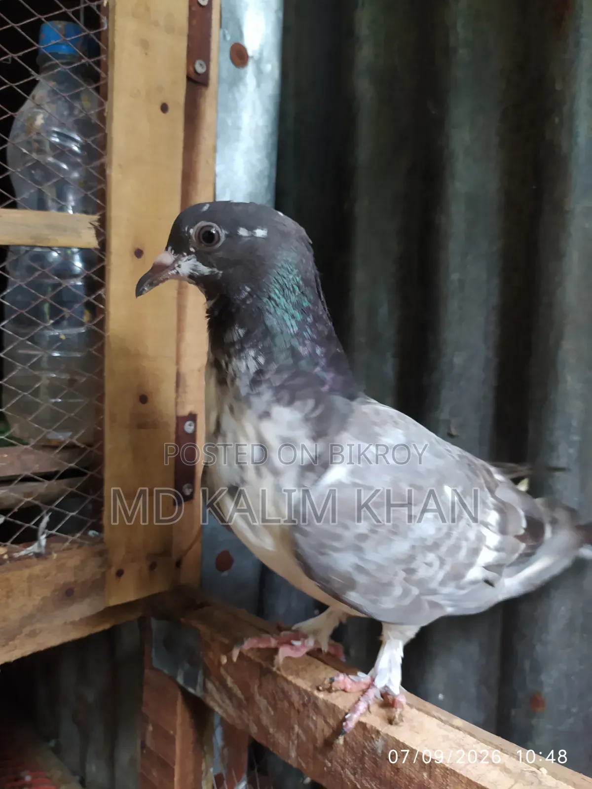 Male Pigeon Sale