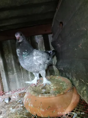 Male Pigeon Sale