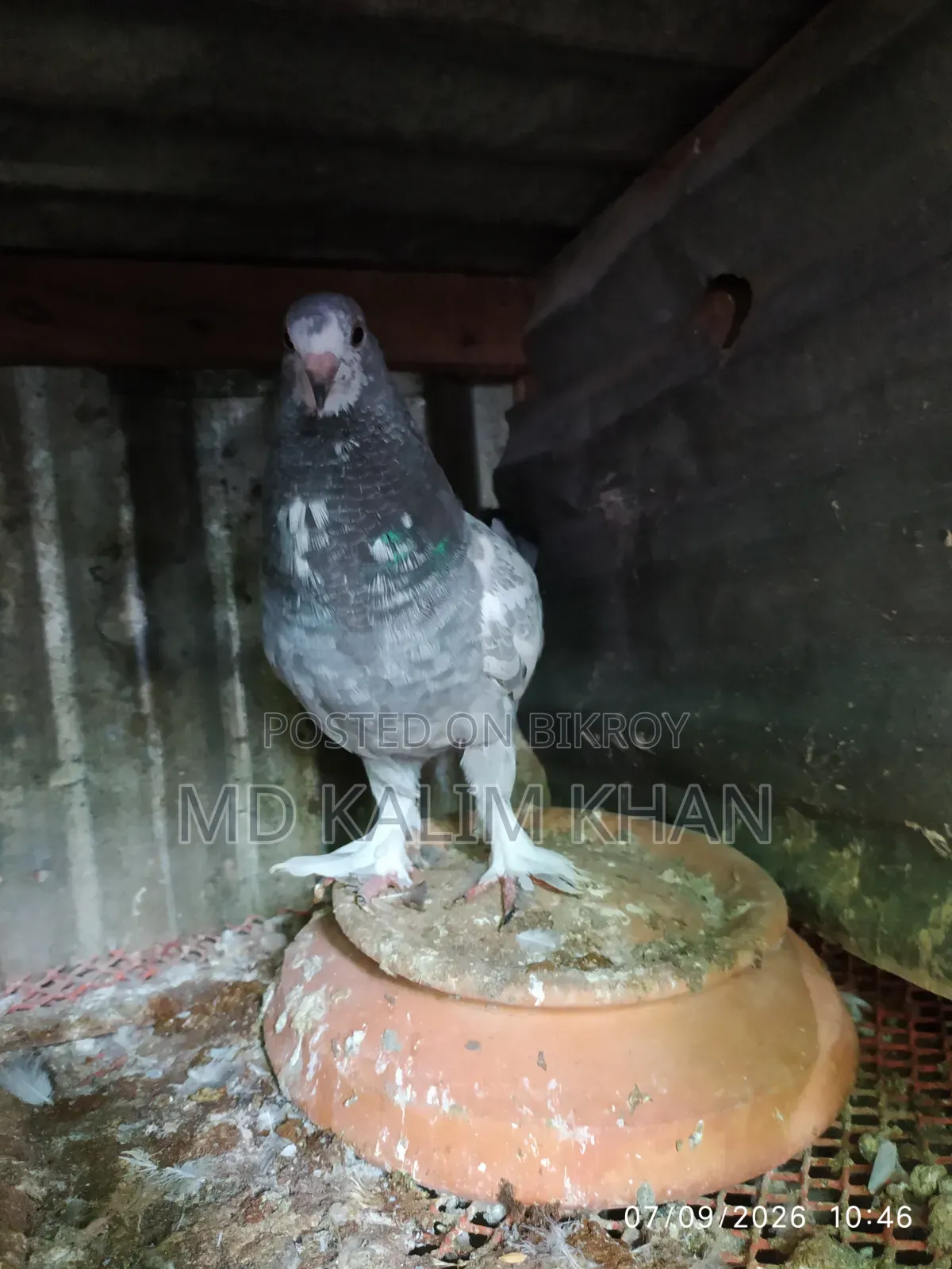 Male Pigeon Sale