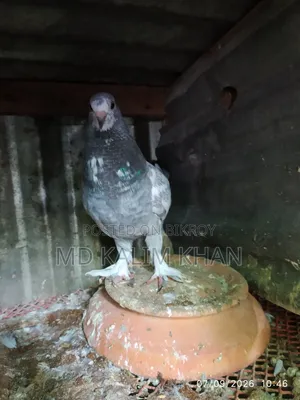 Male Pigeon Sale