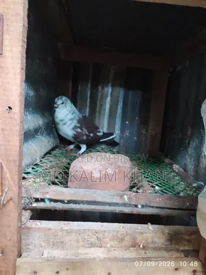 Male Pigeon Sale