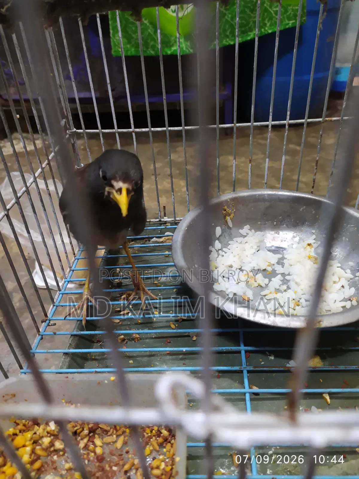 Salik bird for sale