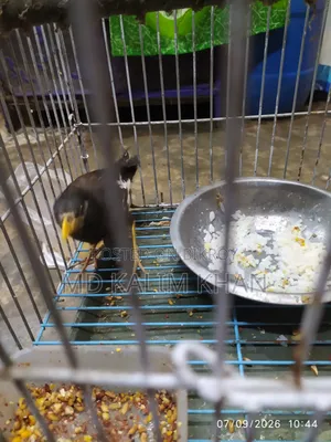Salik bird for sale