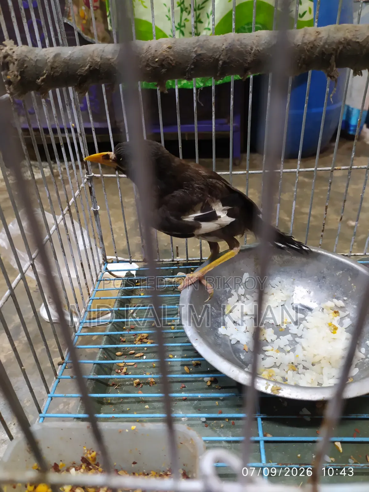 Salik bird for sale