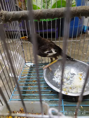 Salik bird for sale
