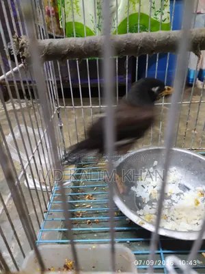 Salik bird for sale