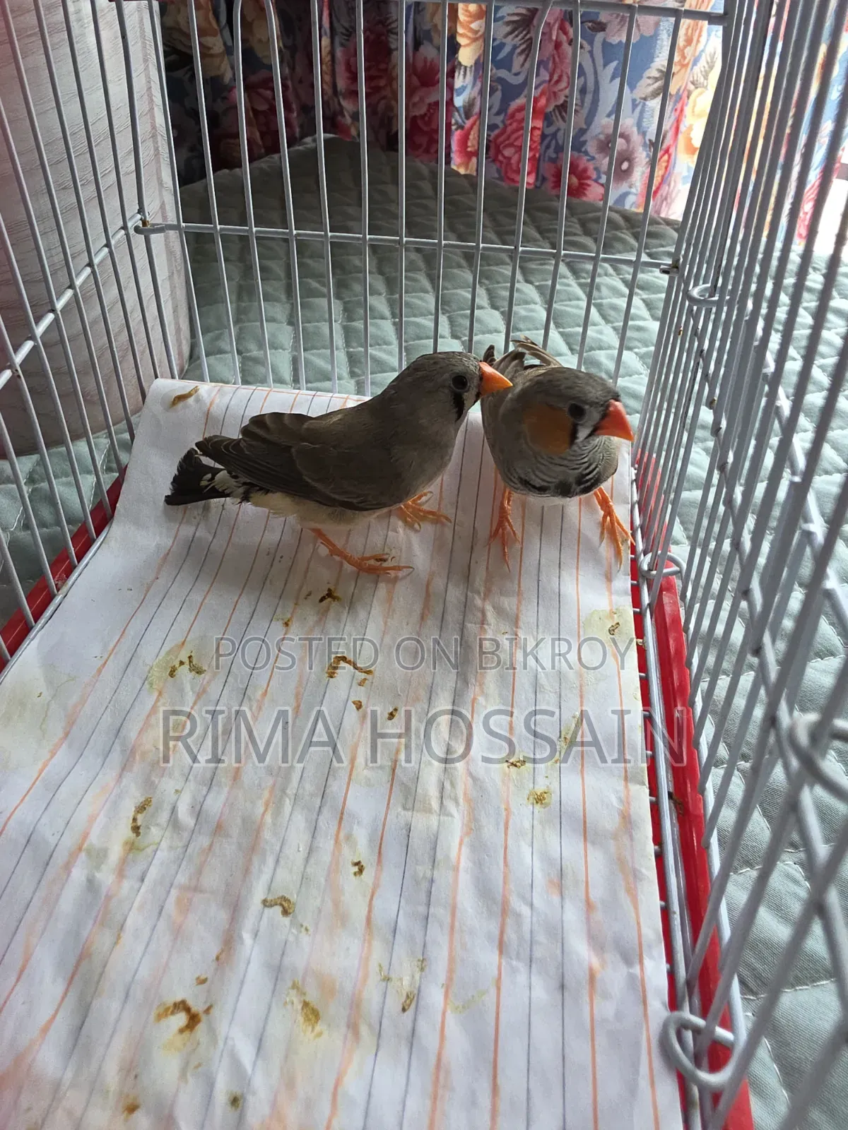 Ek Jora Ar Tinta Zebra Finch